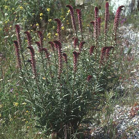 Lysimachia atropurpurea / Purple Loosestrife, Burgundy Goose-neck Loosestrife, Lesbos Agiasos 12.5.1995