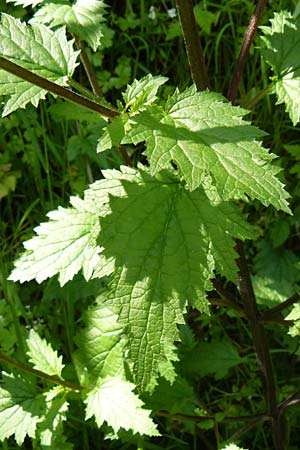 Lamium garganicum \ Gargano-Taubnessel / Large Red Dead-Nettle, Lesbos Agiasos 15.4.2014