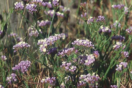 Limonium sinuatum \ Geflgelter Strandflieder, Statice / Winged Sea Lavender, Lesbos Eresos 14.5.1995