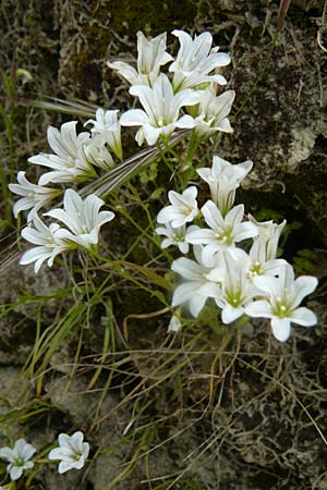 Gagea graeca \ Griechische Faltenlilie / Greek Gagea, Lesbos Plomari 20.4.2014