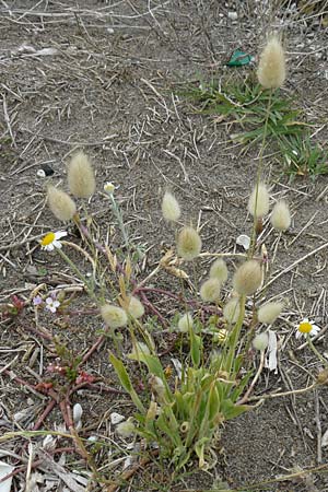 Lagurus ovatus \ Sdliches Samtgras, Hasenschwnzchen / Hare's Tail Grass, Lesbos Skala Eresos 22.4.2014