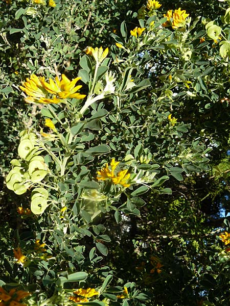 Medicago arborea \ Strauch-Schneckenklee / Tree Medick, Lesbos Kalloni 18.4.2014