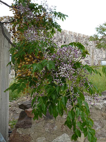 Melia azedarach \ Paternoster-Baum / China Berry, Bead Tree, Lesbos Mytilini 23.4.2014