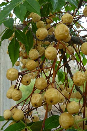 Melia azedarach \ Paternoster-Baum / China Berry, Bead Tree, Lesbos Mytilini 23.4.2014