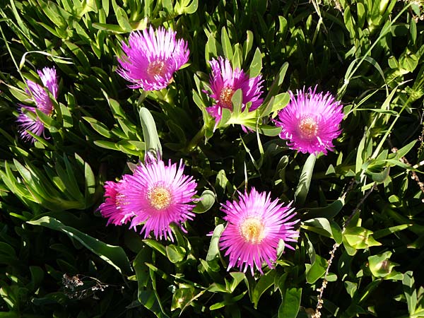 Carpobrotus aciniciformis \ Rote Mittagsblume / Elands Sour Fig, Lesbos Sigri 14.4.2014