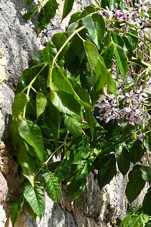 Melia azedarach / China Berry, Bead Tree, Lesbos Molyvos 19.4.2014