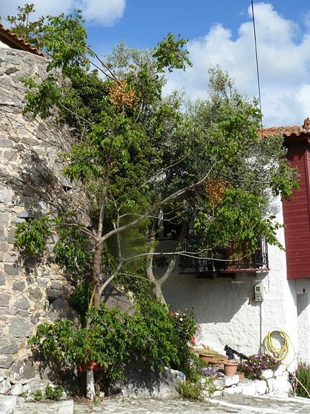 Melia azedarach / China Berry, Bead Tree, Lesbos Molyvos 19.4.2014