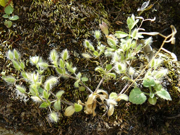 Cerastium comatum \ Haariges Hornkraut, Lesbos Asomatos 24.4.2014