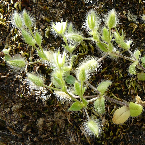 Cerastium comatum \ Haariges Hornkraut / Levantine Mouse-Ear, Lesbos Asomatos 24.4.2014