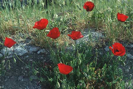 Papaver rhoeas \ Klatsch-Mohn / Common Poppy, Lesbos Mytilini 11.5.1995