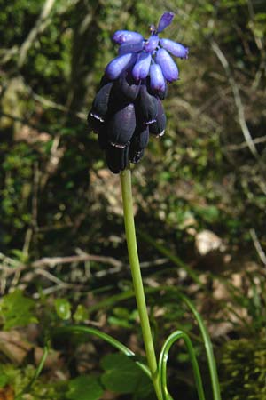 Muscari neglectum \ bersehene Traubenhyazinthe, Weinbergs-Trubel, Lesbos Agiasos 15.4.2014