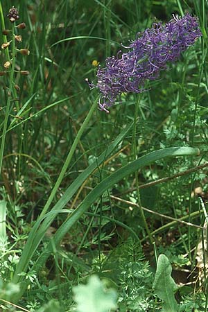 Muscari comosum \ Schopfige Traubenhyazinthe / Tassel Hyacinth, Lesbos Agiasos 24.5.1995