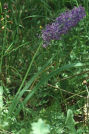 Muscari comosum / Tassel Hyacinth, Lesbos Agiasos 24.5.1995