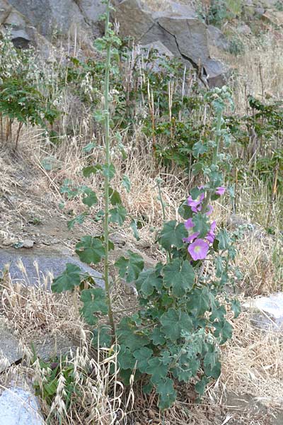 Alcea pallida \ Bleiche Stockrose, Balkan-Stockrose, Lesbos Skala Eresos 22.4.2014