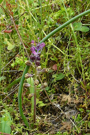 Muscari weissii \ Weiss' Traubenhyazinthe, Lesbos Asomatos 17.4.2014