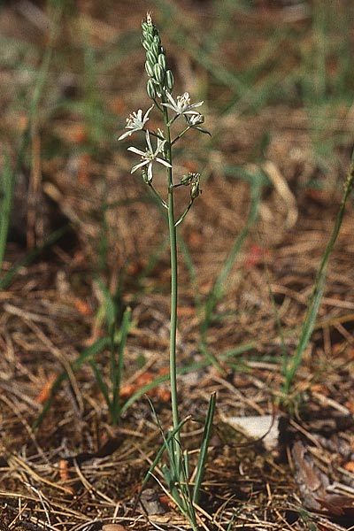 Ornithogalum sphaerocarpum / White Pyrenees Star of Bethlehem, Lesbos Agiasos 17.5.1995