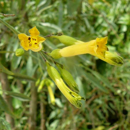 Nicotiana glauca / Tree Tobacco, Lesbos Plomari 20.4.2014