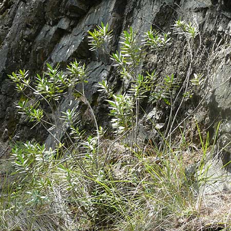 Nerium oleander \ Oleander / Oleander, Rose Bay, Lesbos Vasilika 21.4.2014