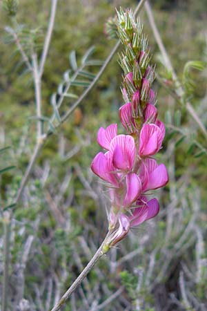 Onobrychis lasiostachya ? / Shag-Spiked Sainfoin, Lesbos Polichnitos 21.4.2014