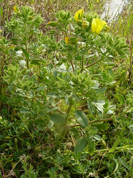 Ononis pubescens \ Behaarte Hauhechel, Lesbos Polichnitos 21.4.2014