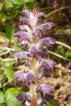 Orobanche pubescens, Hairy Broomrape