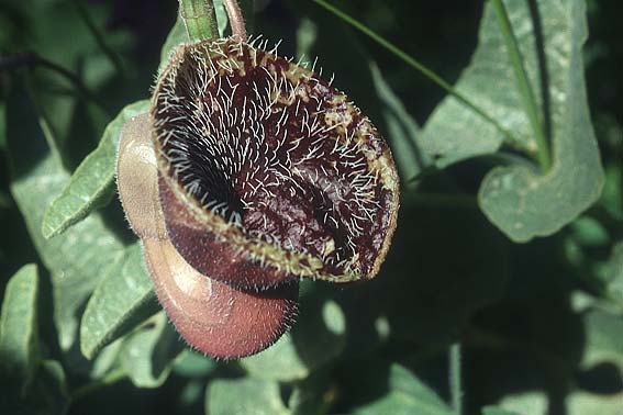 Aristolochia hirta \ Haarige Osterluzei / Hairy Birthwort, Lesbos Agiasos 17.5.1995