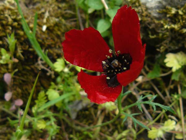 Papaver apulum \ Apulischer Mohn, Lesbos Asomatos 17.4.2014