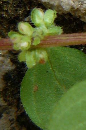 Parietaria lusitanica \ Portugiesisches Glaskraut / Mediterranean Pellitory-of-the-Wall, Spanish Pellitory-of-the-Wall, Lesbos Kalloni 18.4.2014