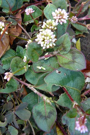 Persicaria capitata \ Knpfchen-Knterich / Pink Head Persicaria, Pink Bubble Persicaria, Lesbos Kalloni 18.4.2014