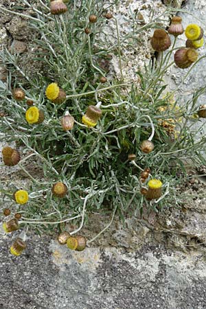 Phagnalon graecum \ Griechische Steinimmortelle / Eastern Phagnalon, Lesbos Mytilini 23.4.2014