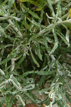 Phagnalon graecum \ Griechische Steinimmortelle, Lesbos Mytilini 23.4.2014