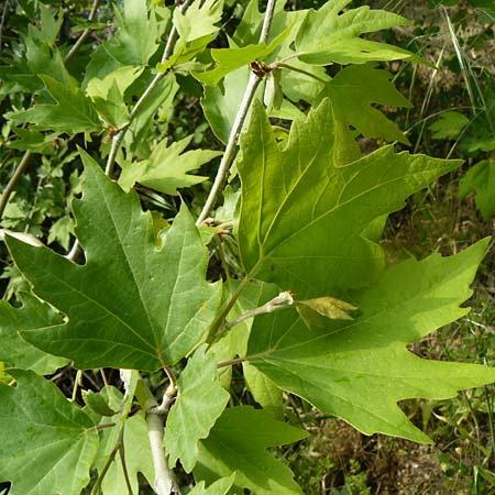 Platanus orientalis \ Orientalische Platane / Oriental Plane-Tree, Lesbos Plomari 20.4.2014