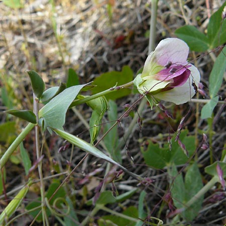 Lathyrus oleraceus subsp. biflorus \ Wilde Erbse, Feld-Erbse / Field Pea, Lesbos Lisvori 16.4.2014