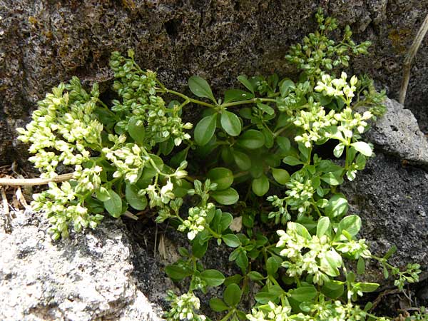 Polycarpon tetraphyllum \ Vierblttriges Nagelkraut, Lesbos Molyvos 19.4.2014