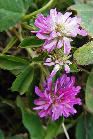 Trifolium resupinatum \ Persischer Wende-Klee / Reversed Clover, Lesbos Mytilini 13.4.2014