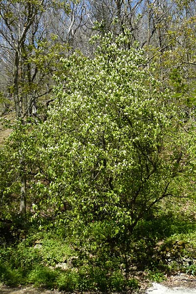 Cydonia oblonga \ Quitte / Quince, Lesbos Agiasos 15.4.2014