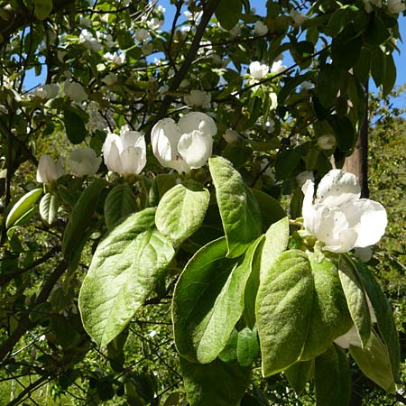 Cydonia oblonga \ Quitte / Quince, Lesbos Agiasos 15.4.2014