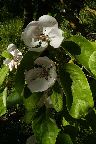 Cydonia oblonga \ Quitte / Quince, Lesbos Agiasos 15.4.2014