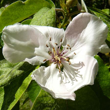 Cydonia oblonga \ Quitte / Quince, Lesbos Agiasos 15.4.2014