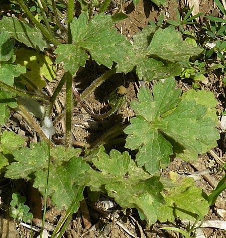 Ranunculus constantinopolitanus \ Konstantinopler Hahnenfu / Constantine Buttercup, Lesbos Asomatos 24.4.2014
