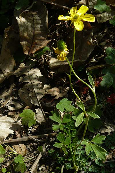 Ranunculus reuterianus \ Reuters Hahnenfu / Reuter's Buttercup, Lesbos Agiasos 15.4.2014