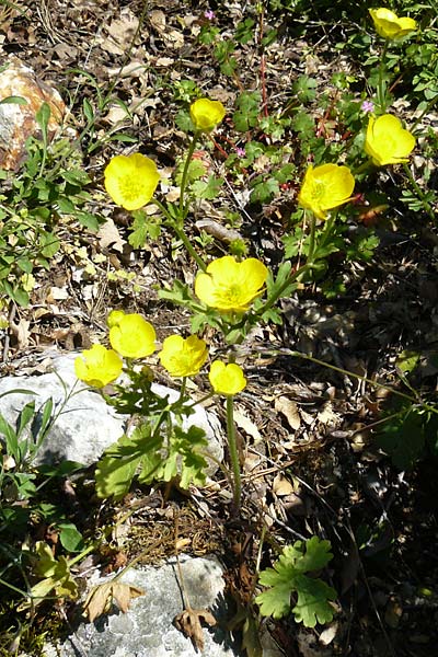 Ranunculus reuterianus \ Reuters Hahnenfu / Reuter's Buttercup, Lesbos Agiasos 15.4.2014