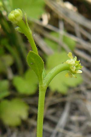 Ranunculus chius \ Chios-Hahnenfu, Lesbos Lisvori 16.4.2014