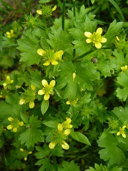 Ranunculus muricatus \ Stachelfrchtiger Hahnenfu / Rough-Fruited Buttercup, Lesbos Asomatos 17.4.2014