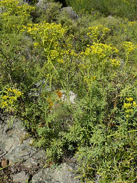 Ruta chalepensis / Egyptian Rue, Lesbos Molyvos 19.4.2014