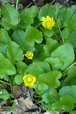 Ficaria grandiflora / Large-Flowered Celandine, Lesbos Agiasos 15.4.2014