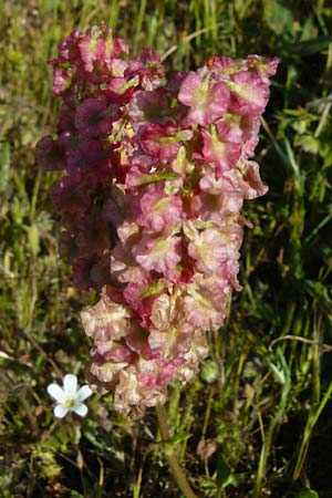 Rumex tuberosus subsp. creticus \ Kretischer Sauer-Ampfer, Lesbos Sigri 14.4.2014