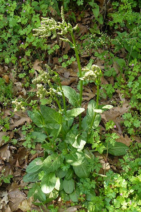 Rumex tuberosus subsp. creticus \ Kretischer Sauer-Ampfer / Cretan Dock, Tuberous-Rooted Dock, Lesbos Agiasos 15.4.2014