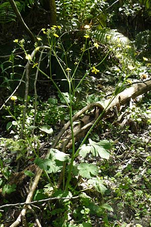 Ranunculus velutinus \ Samtiger Hahnenfu / Velvet Buttercup, Lesbos Agiasos 15.4.2014