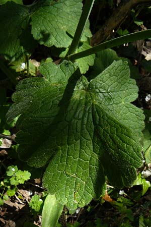Ranunculus velutinus \ Samtiger Hahnenfu / Velvet Buttercup, Lesbos Agiasos 15.4.2014